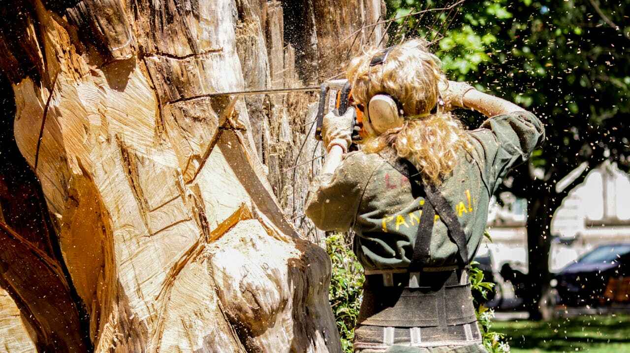 Best Palm Tree Trimming  in USA